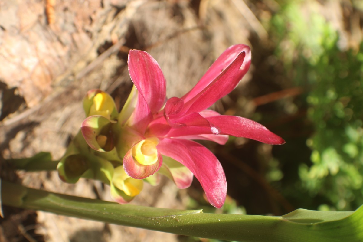 Curcuma zedoaria (Christm.) Roscoe